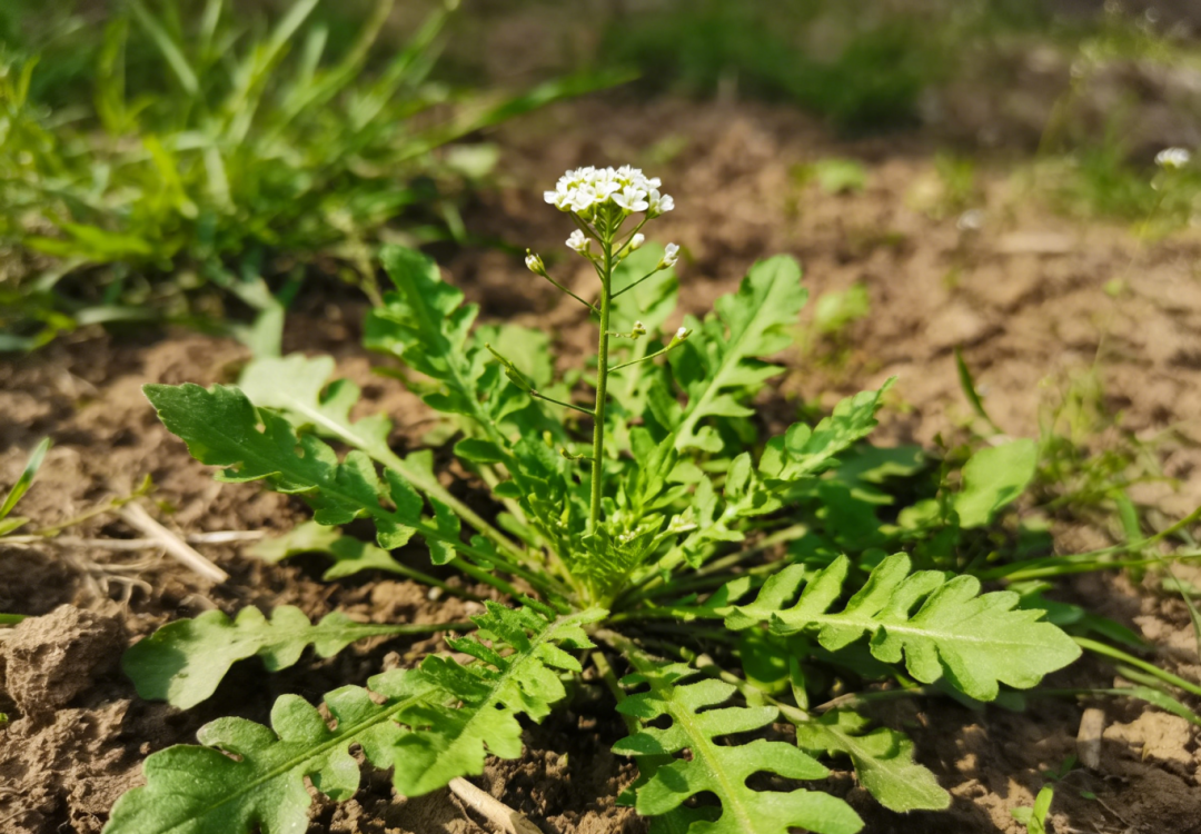 芥菜平面插画生成 (1).png