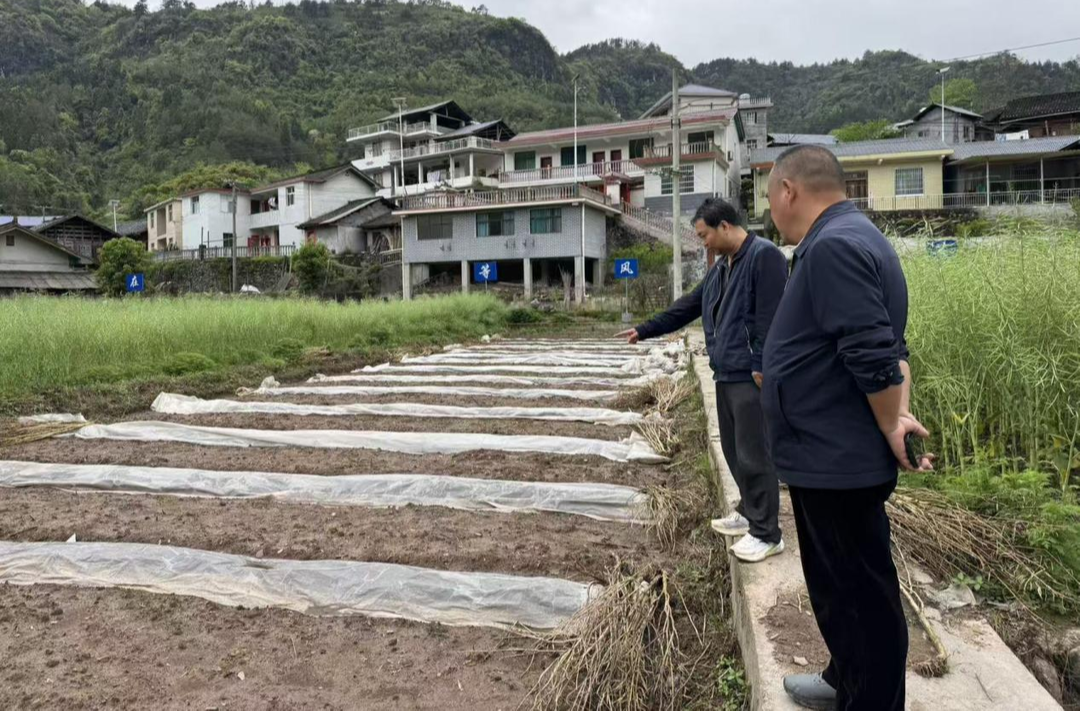 有机肥精准到户万亩油菜示范区，撂荒地有了新盼头