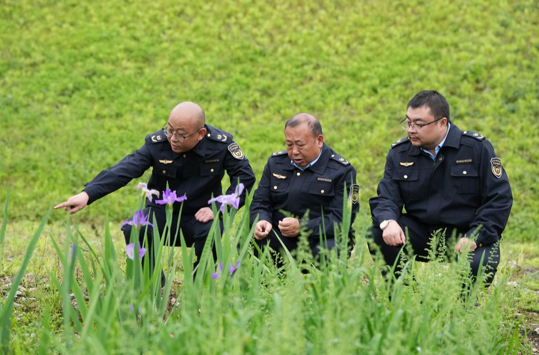 鸢尾缀岸扮春光，竟是治水妙计？