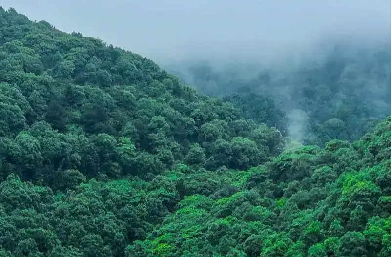 七绝｜柳思维：谷雨闻柚花香有感