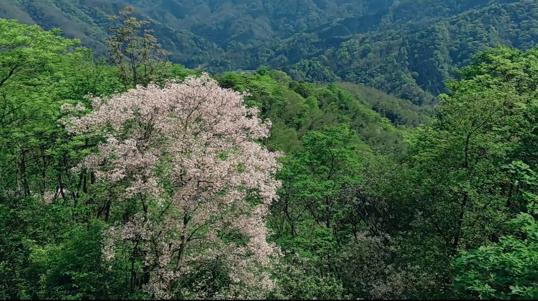 桃源：茶山已醒，只等你来