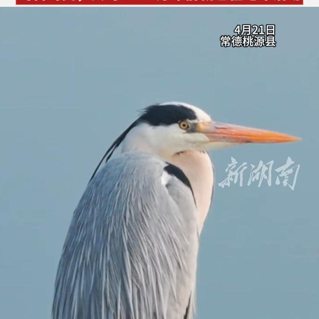 看飞鸟 读自然 ③ | 苍鹭，为何被称为“长脖老等”？