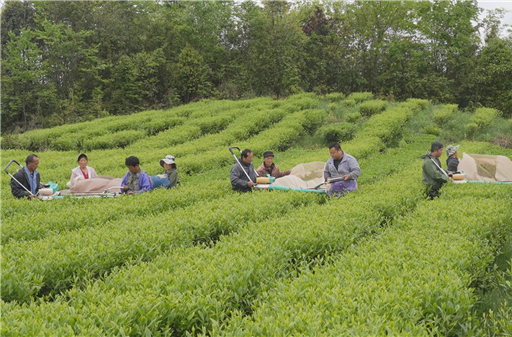 夏秋茶焕新突围，凤凰县黄金茶闯入国际市场