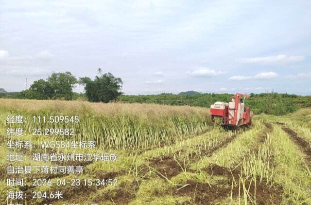 亩产185.2公斤！湖南“稻稻油”三熟制示范片油菜单产喜人