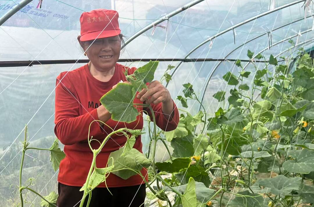 湘行点播丨平江长寿菜，凭什么出圈？