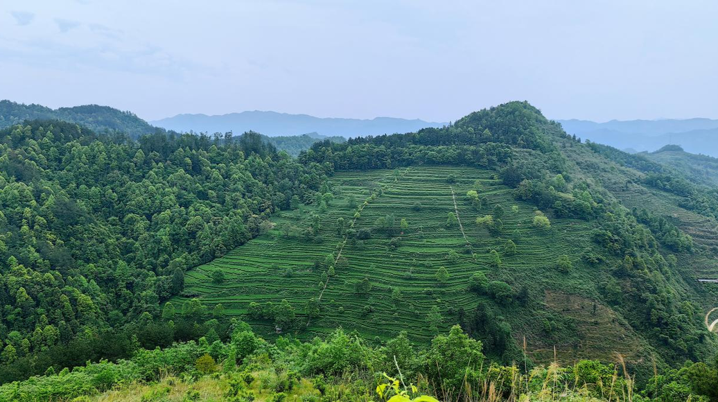 那山，那人，那杯干净的茶