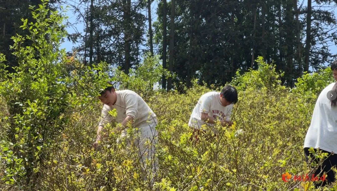 桃源：大学生牵手非遗与电商 助力家乡莓茶“破圈”