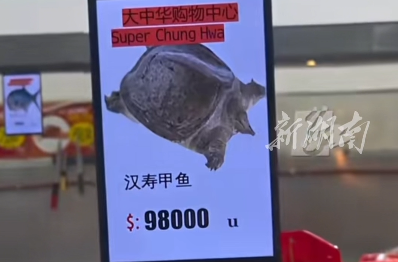 果然“甲天下”！中国男子在阿根廷看到汉寿甲鱼