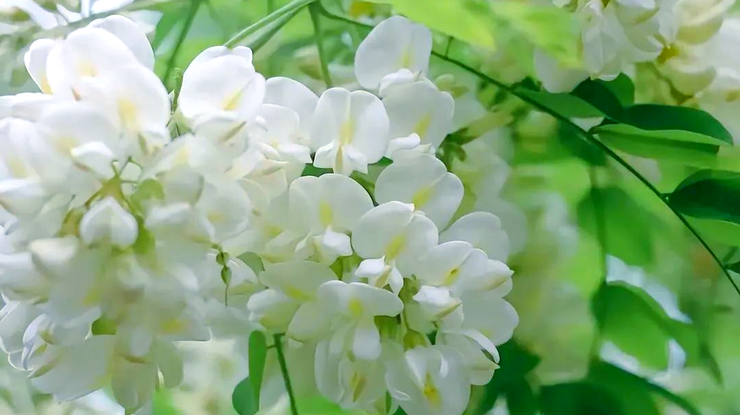 散文｜陈永辉：又闻槐花香