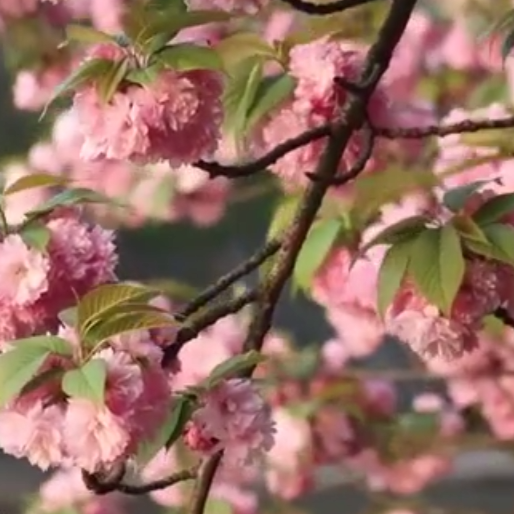 靖州：异溪河畔花红柳绿 绘就春日画卷