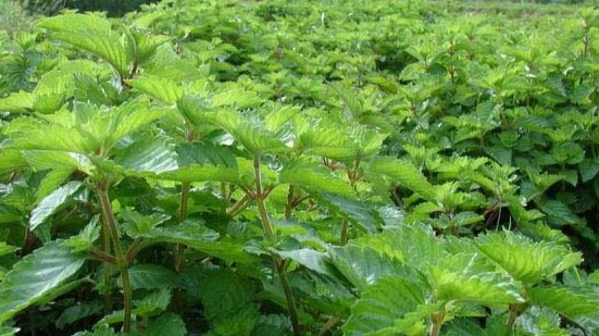 一根仙草如何撬动十亿产业链？凤凰县探索中医药振兴新路径