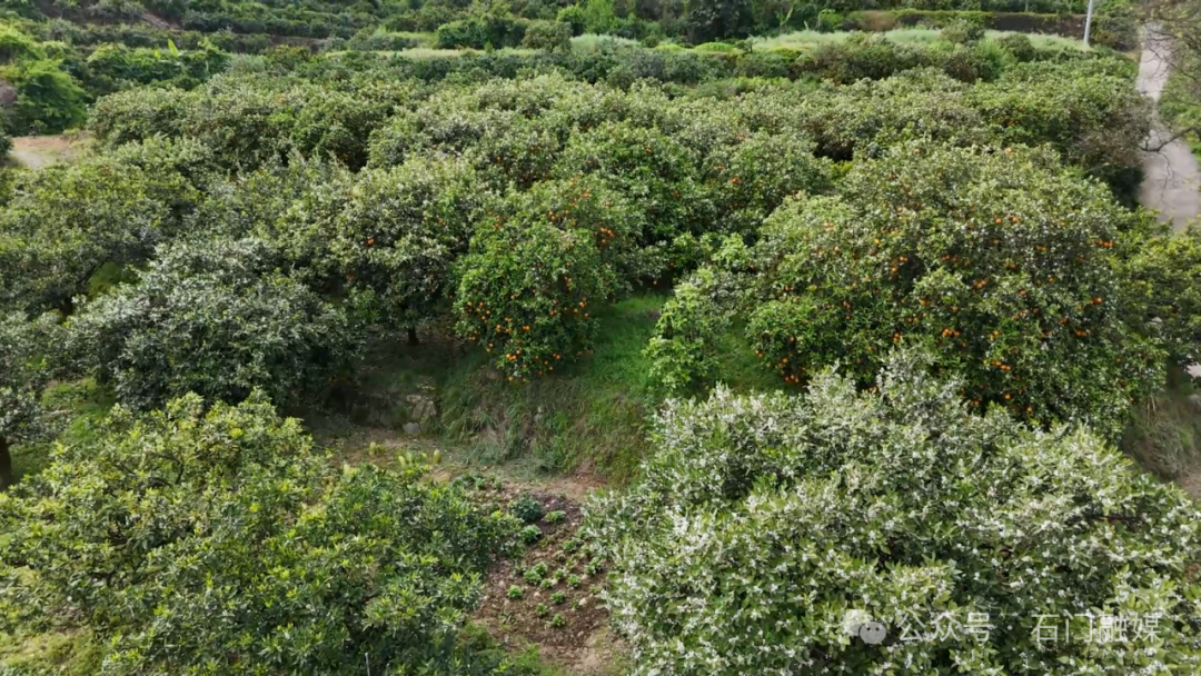 橙花映金果！石门皂市夏橙错峰上市