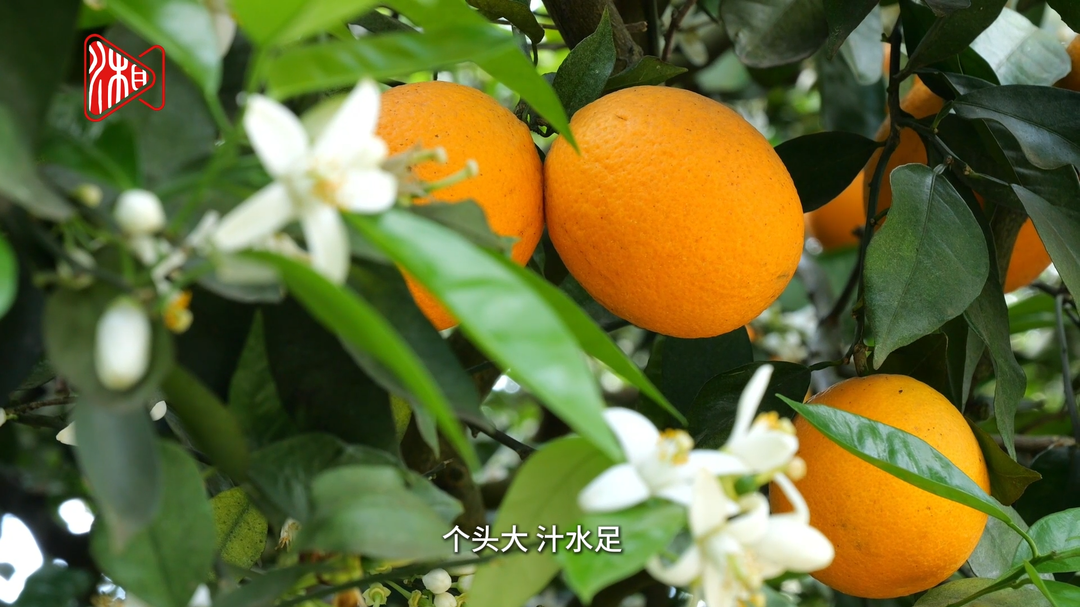 石门夏橙成熟现“花果同树”奇观 春的浪漫秋的甜我都要！