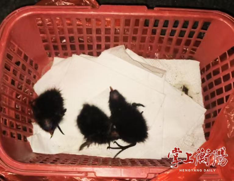 “五一”假期，衡阳市野生动物救助站救护了10只动物“小精灵”
