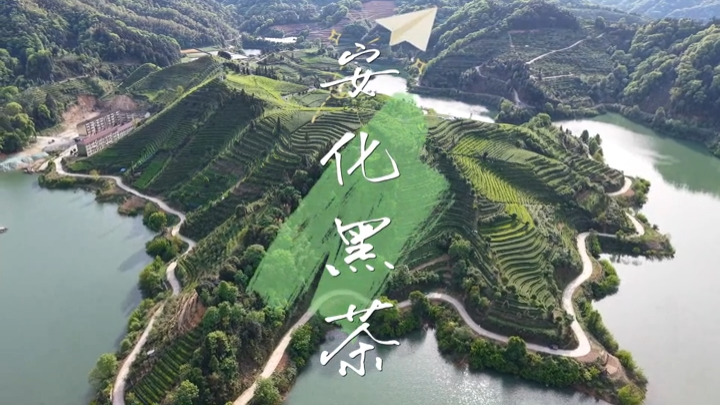 寻茶记丨走进安化：看千年黑茶如何泡出284亿产值