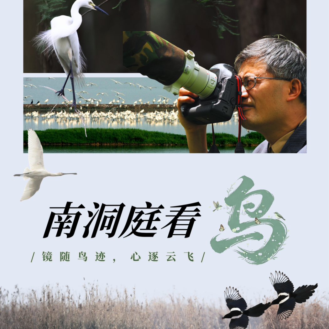 南洞庭看鸟｜“竹林隐士”灰胸竹鸡