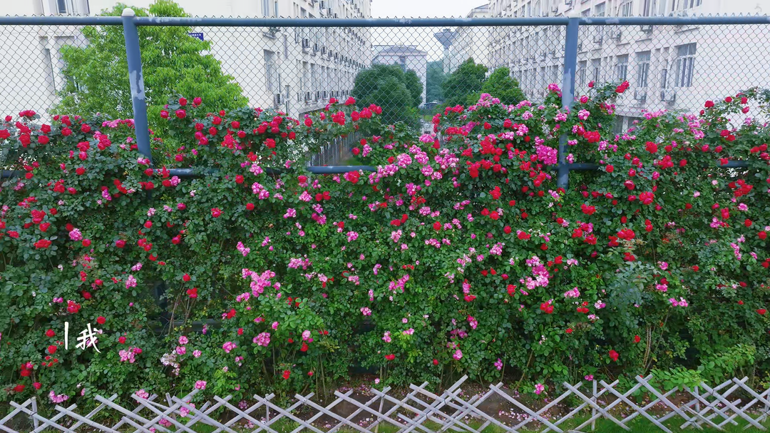 视频丨湘潭大学：风暖蔷薇开，满墙赴夏来