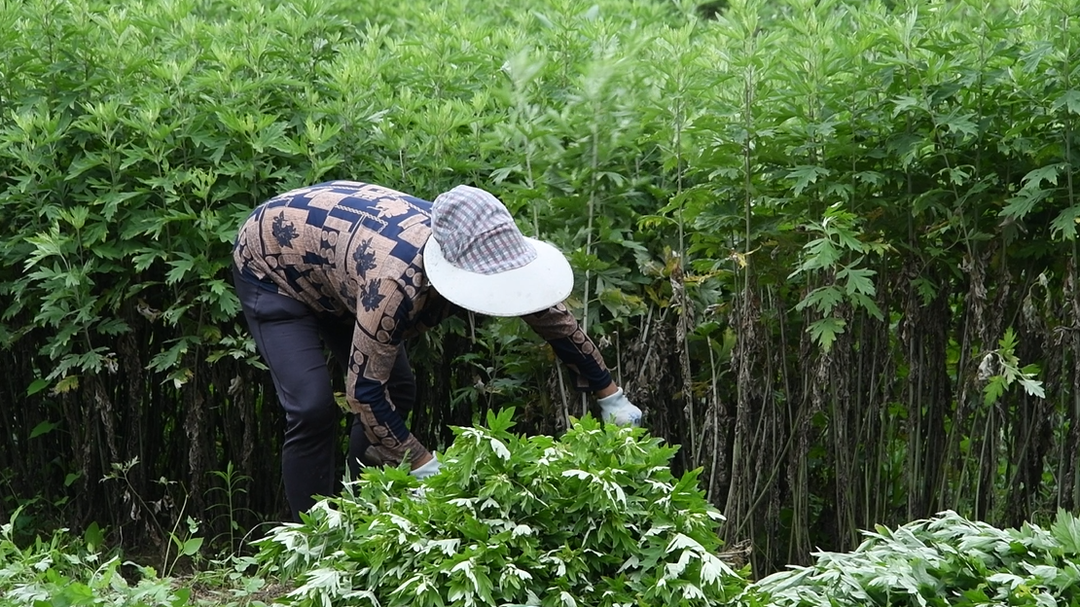 桂东沙田：艾草飘香 富民兴村