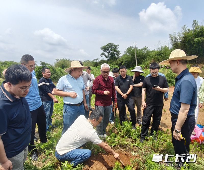 田间学本领 把脉护良田 长沙举办补充耕地质量验收培训