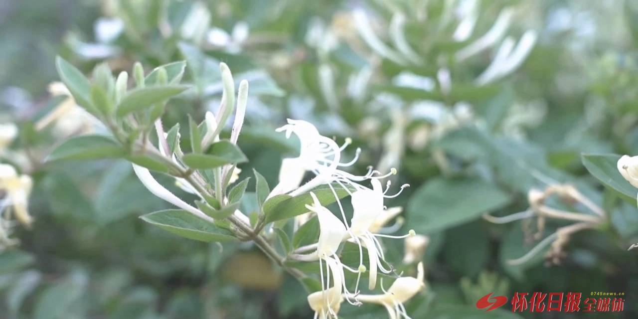 鹤城区：野生山银花盛放 村民采花制茶忙
