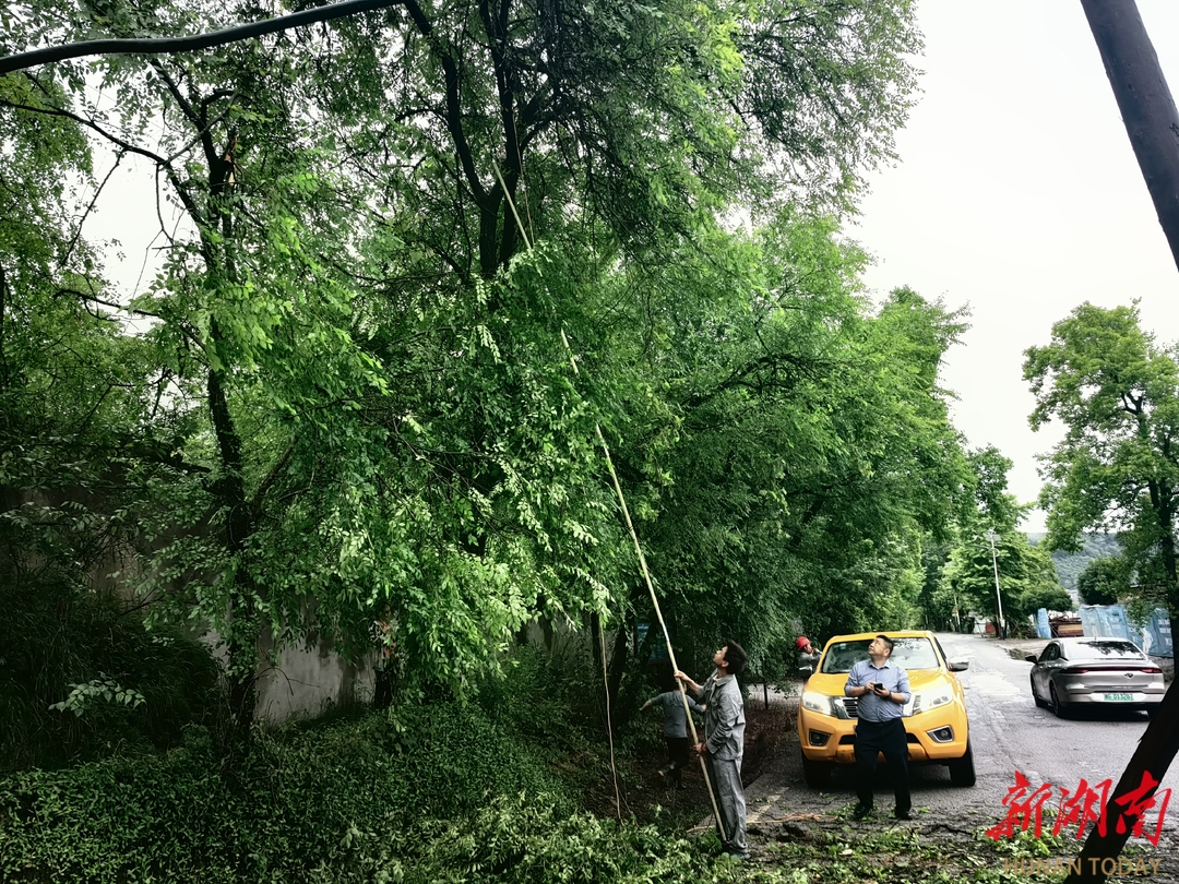迎战汛情丨暴雨断树阻省道 张家界荷花社区党员干部30分钟冒雨抢通生命线