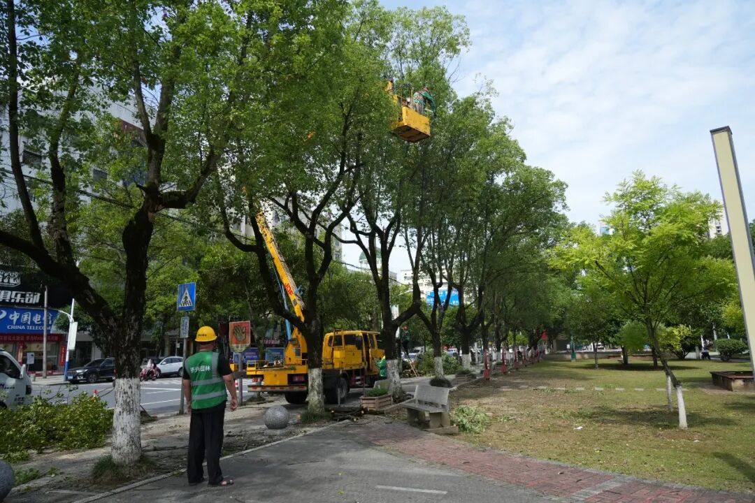 精修绿障护民生 细琢市容焕新颜 (3).JPG