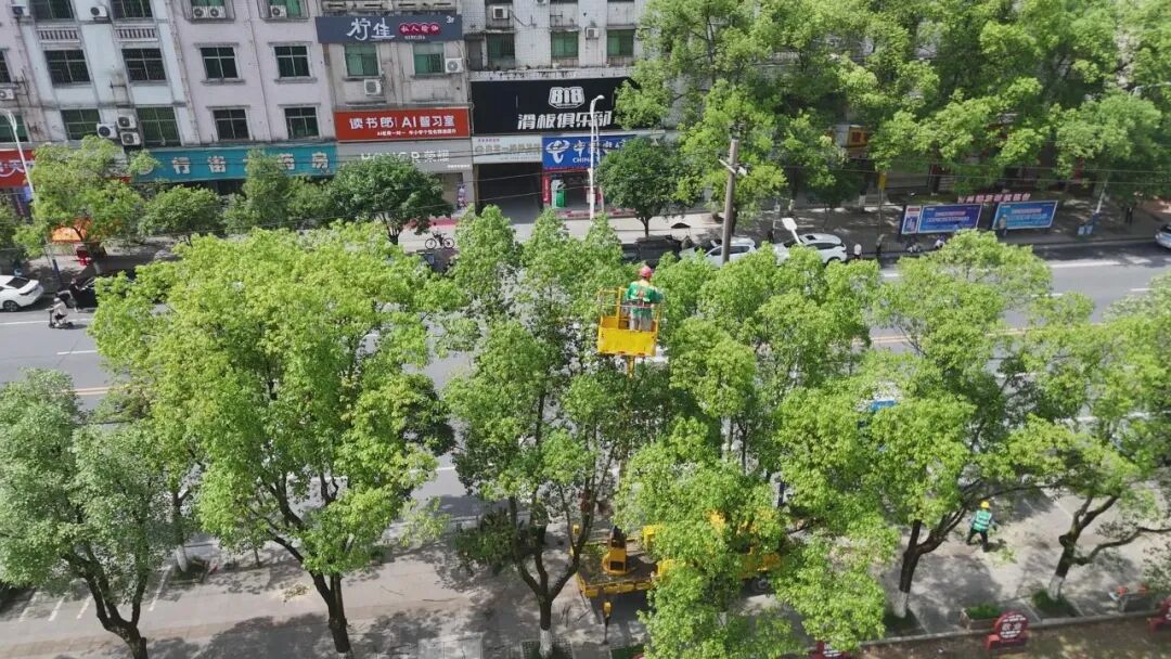 精修绿障护民生 细琢市容焕新颜.jpg