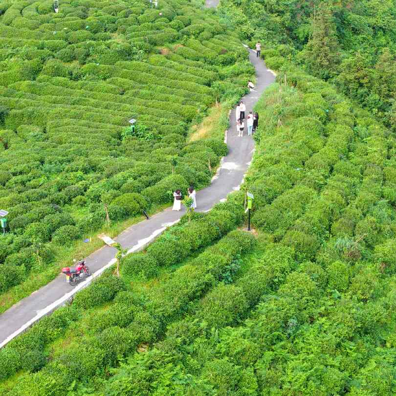 网聚茶香助振兴！2026年湘西好茶主题宣传活动走进永顺、古丈