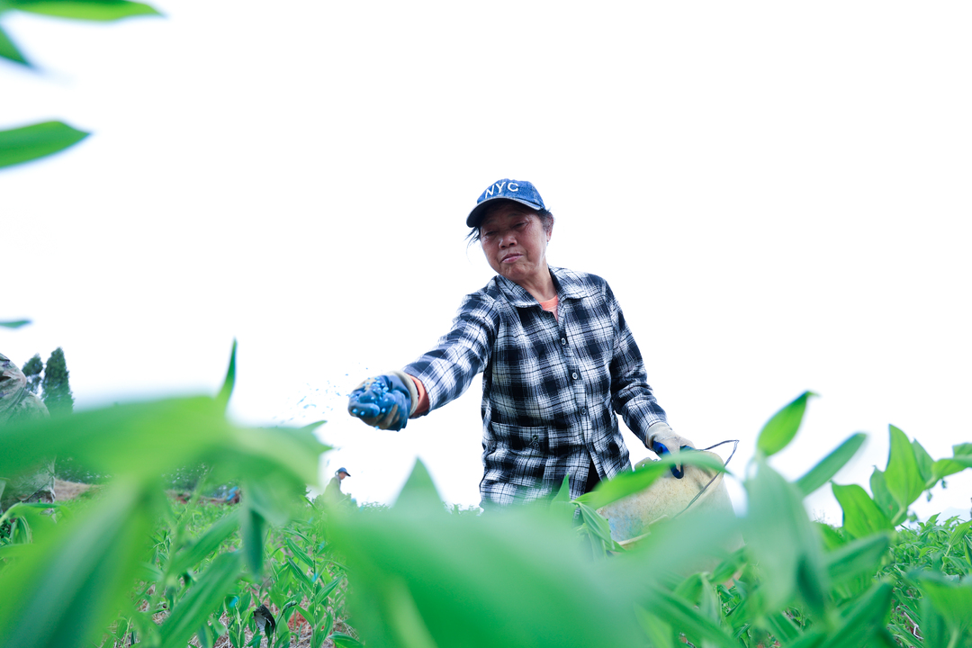 沃野铺新卷 振兴踏歌行丨桂阳现代农业高质量发展见闻
