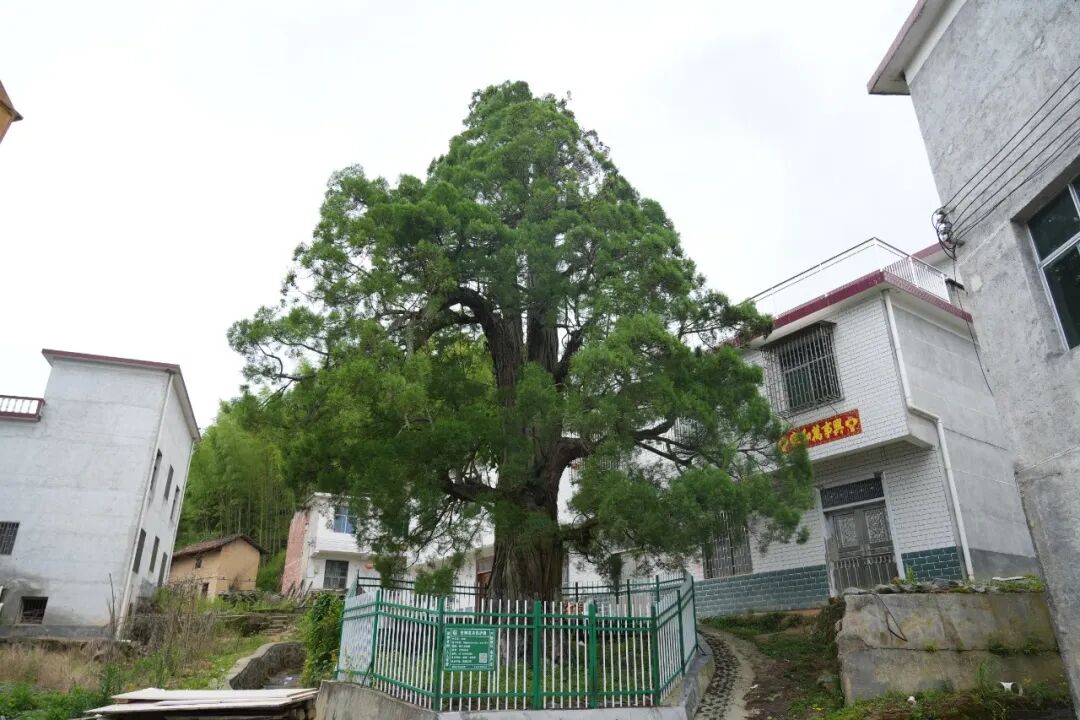 守好千年绿色文脉 激活生态发展动能.JPG