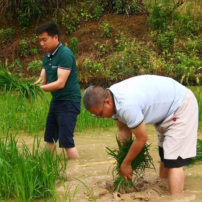 抢抓农时不负春！洪江市高山村干群合力忙插秧