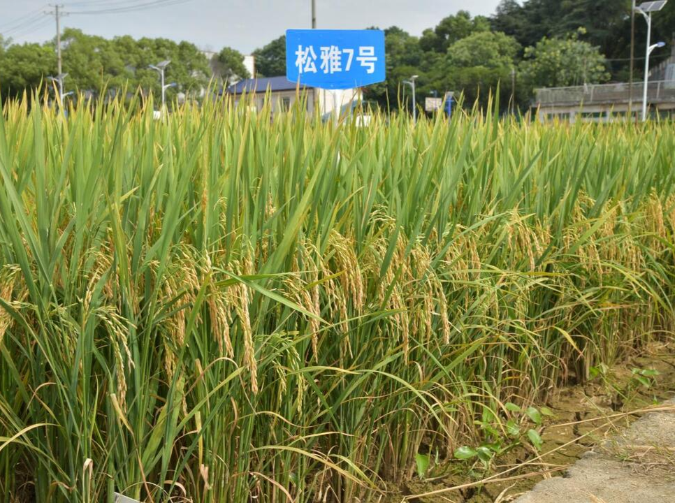 我省低镉水稻品种实现重大突破