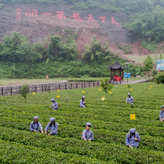 龙舟竞渡激活力 碣滩茶香惠民生——沅陵以茶旅融合驱动生态产品价值高效转化