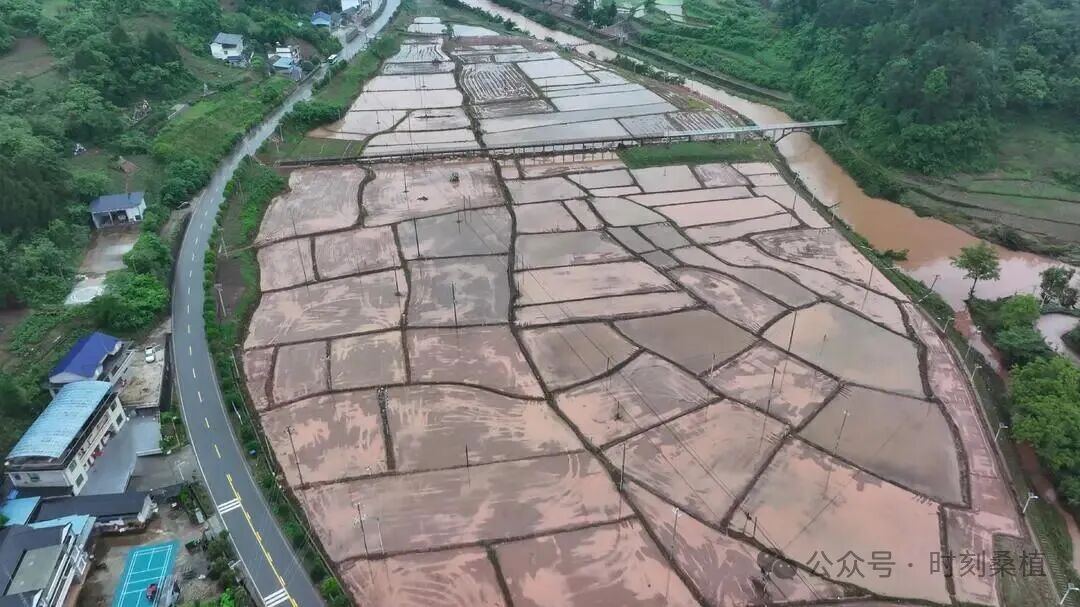 迎战汛情丨320亩中稻秧苗遭暴雨冲毁 桑植县紧急调苗指导自救