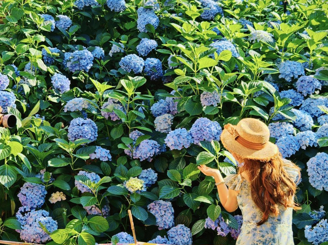 津市古大同森林公园绣球盛放 夏日浪漫如约而至