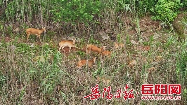 汛期水位上涨麋鹿“搬家”上岸 岳阳县多举措实现“人鹿共生”