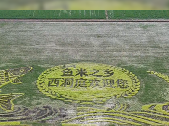 西洞庭管理区：稻田彩绘进入观赏期