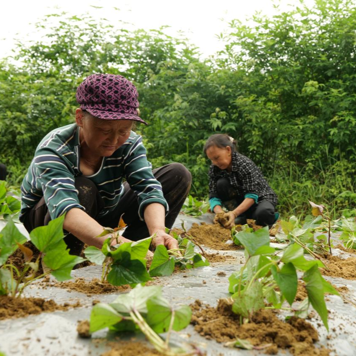 你吃过冰淇淋紫薯吗？这个村的紫薯成了山货出山的“致富薯”