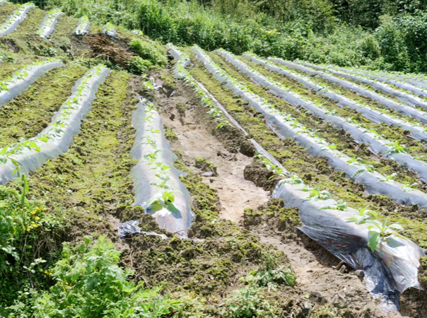 石门南北镇：灾后重建如火如荼 齐心协力恢复家园