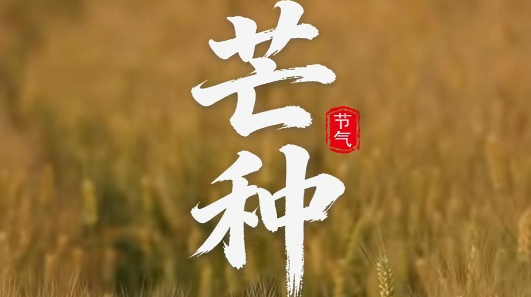 今日芒种
