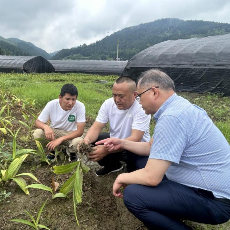 拨开土层、现场取样找病因……专家把课堂搬进中草药育苗基地