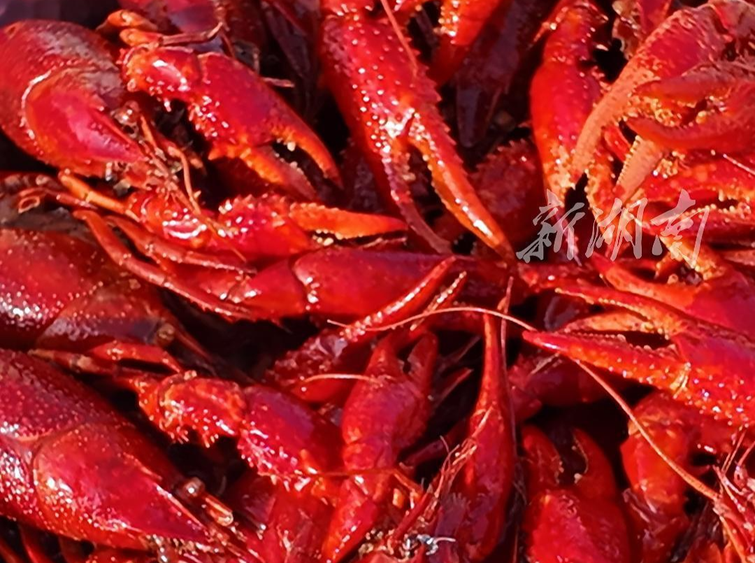 视频｜西湖管理区喊你来吃生态小龙虾🦞