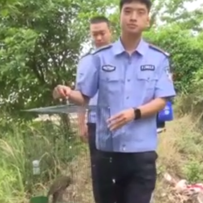 溆浦：多方接力救助国家二级保护动物猫头鹰