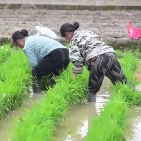 怀化：水稻种植有序推进