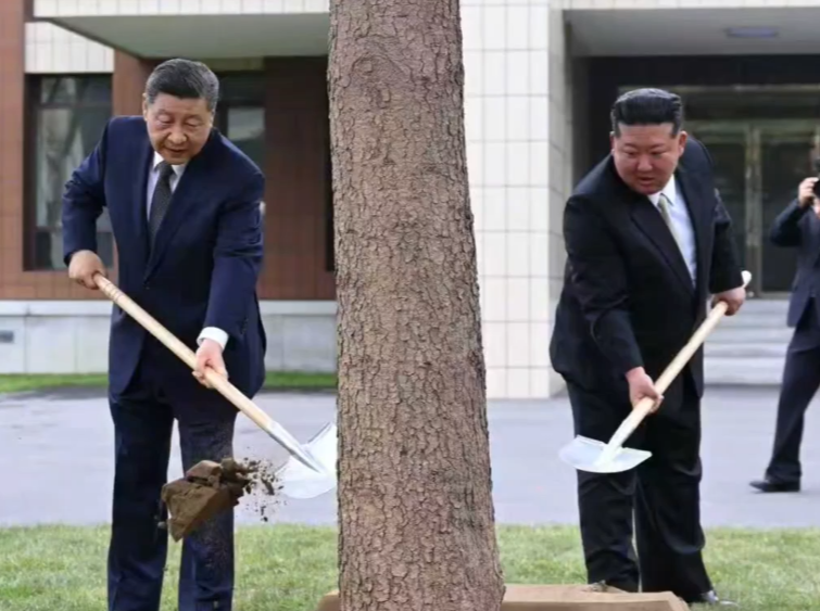 此行间·习近平和金正恩共同种下一株枞树