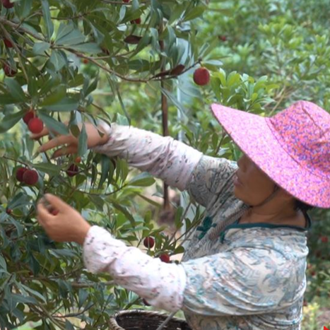 既提质又增收！芷江木叶溪村巧搭大棚育杨梅
