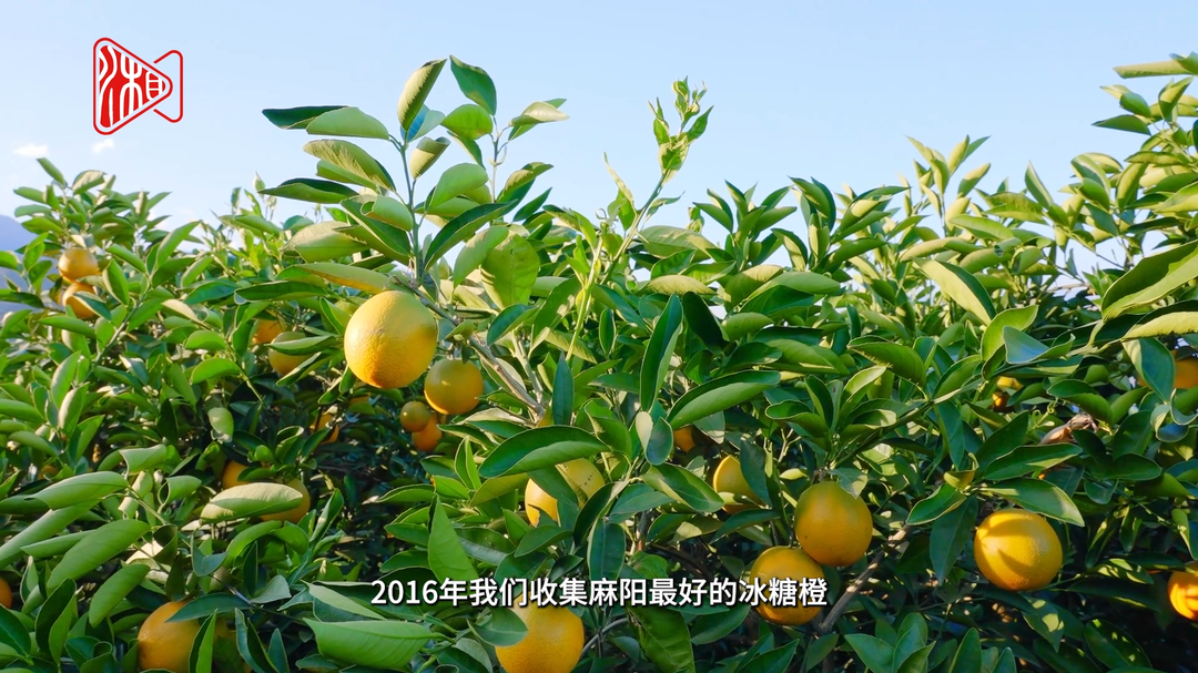 芒种已至，湖南的橘子正在悄悄变甜