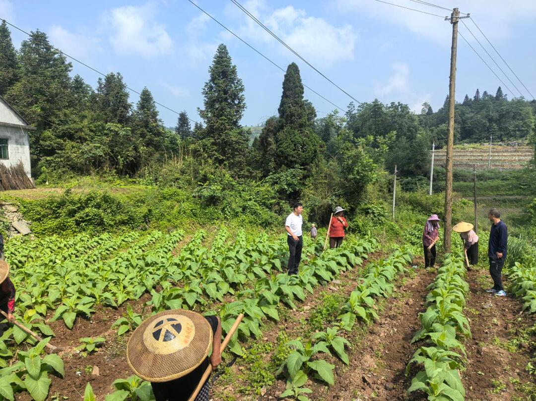 “田保姆”贴身护航烟叶揭膜培土~