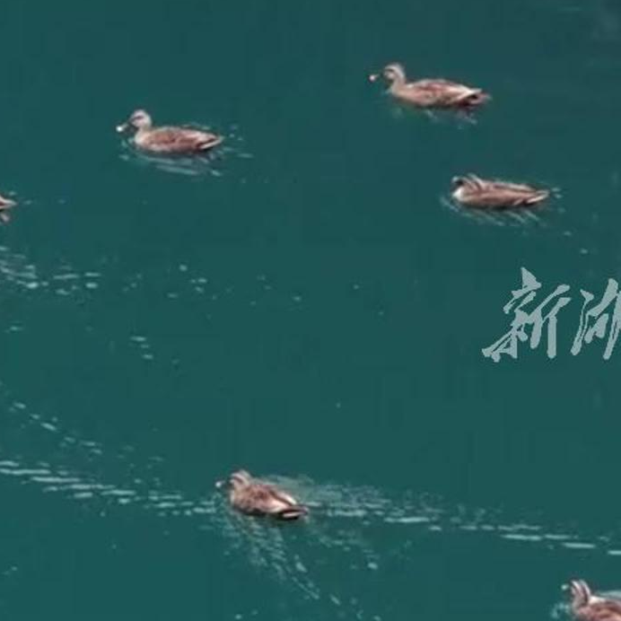 《看飞鸟 读自然》⑥ | 桃源一处废弃碎石场变身人间瑶池，还招来了26位“湖主”~