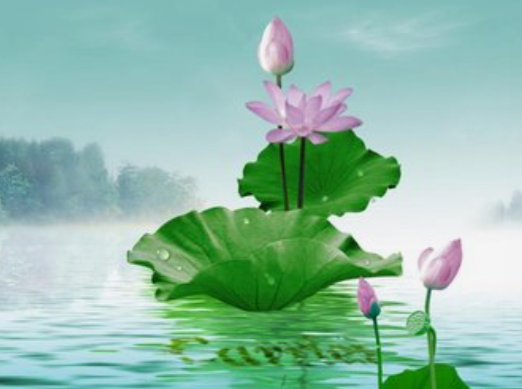 零陵：  荷花绽放迎客来